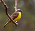 /album/galeria-de-fotos/bentevizinho-de-penacho-vermelho-myiozetetes-similis-adulto-jpg/